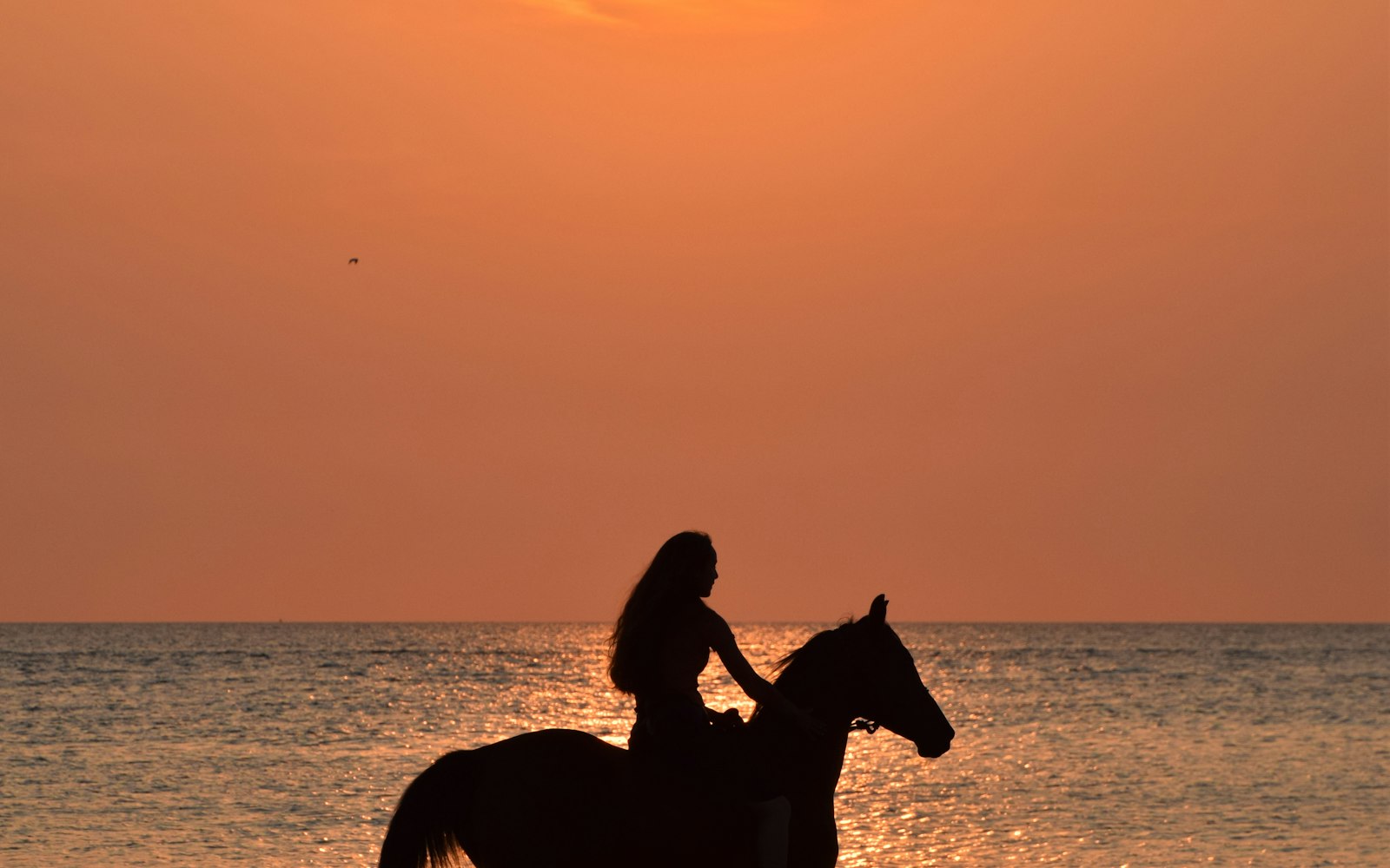 Balades à cheval